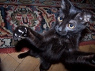 fot 13: z14.jpg [136591 bajt�w]